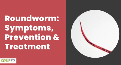 Roundworm: Symptoms, Prevention & Treatment
