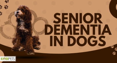 Senior Dementia in Dogs