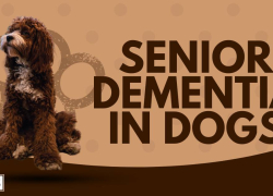 Senior Dementia in Dogs