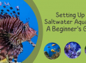 Setting Up a Saltwater Aquarium: A Beginner’s Guide