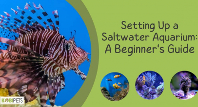 Setting Up a Saltwater Aquarium: A Beginner’s Guide