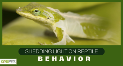 Shedding Light on Reptile Behavior