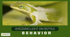 Shedding Light on Reptile Behavior