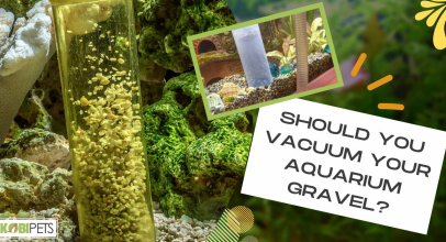 Should You Vacuum Your Aquarium Gravel?