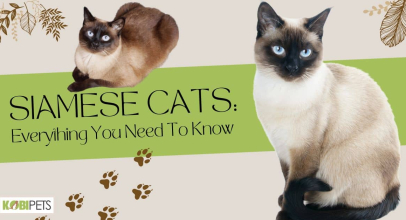 Siamese Cats: Everything You Need To Know