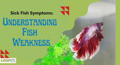Sick Fish Symptoms: Understanding Fish Weakness