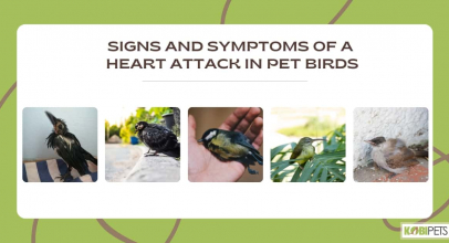 Signs and Symptoms of a Heart Attack in Pet Birds