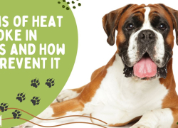 Signs of Heat Stroke in Dogs and How to Prevent It