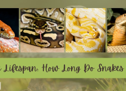 Snake Lifespan: How Long Do Snakes Live?