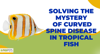 Solving the Mystery of Curved Spine Disease in Tropical Fish