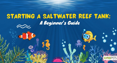 Starting a Saltwater Reef Tank: A Beginner’s Guide