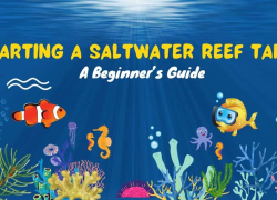 Starting a Saltwater Reef Tank: A Beginner’s Guide