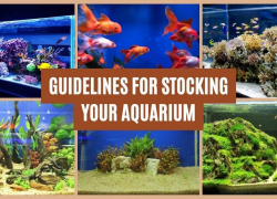 Guidelines for Stocking Your Aquarium