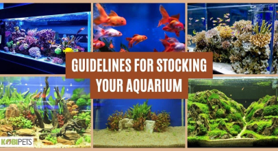 Guidelines for Stocking Your Aquarium