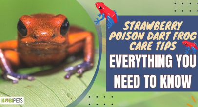 Strawberry Poison Dart Frog Care Tips: Everything You Need To Know