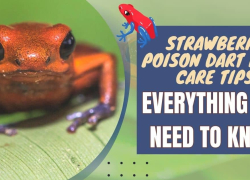 Strawberry Poison Dart Frog Care Tips: Everything You Need To Know