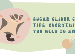 Sugar Glider Care Tips: Everything You Need To Know