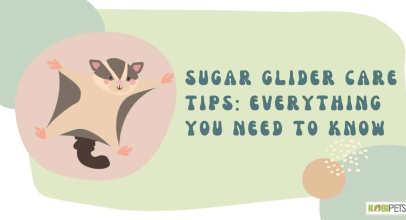 Sugar Glider Care Tips: Everything You Need To Know