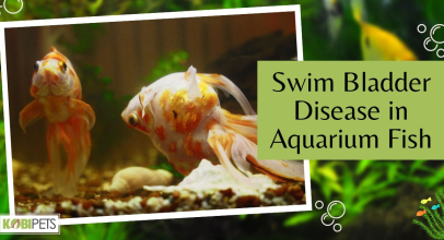 Swim Bladder Disease in Aquarium Fish