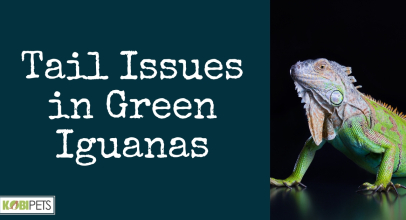 Tail Issues in Green Iguanas
