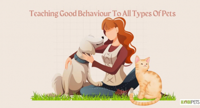 Teaching Good Behaviour To All Types Of Pets