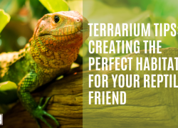 Terrarium Tips: Creating the Perfect Habitat for Your Reptilian Friend