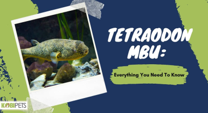 Tetraodon MBU: Everything You Need To Know