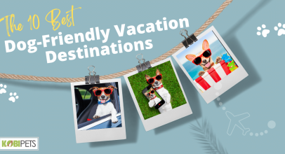 The 10 Best Dog-Friendly Vacation Destinations
