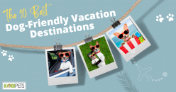 The 10 Best Dog-Friendly Vacation Destinations
