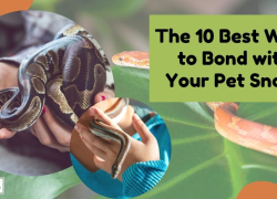 The 10 Best Ways to Bond with Your Pet Snake