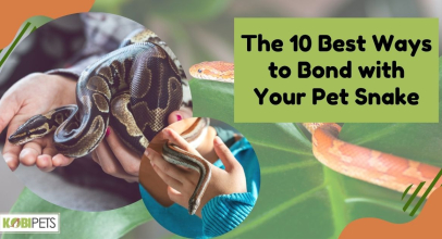 The 10 Best Ways to Bond with Your Pet Snake