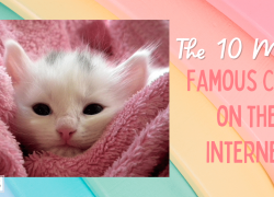 The 10 Most Famous Cats on the Internet