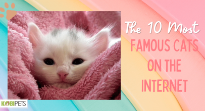 The 10 Most Famous Cats on the Internet