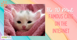 The 10 Most Famous Cats on the Internet