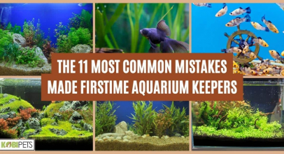 The 11 Most Common Mistakes Made Firstime Aquarium Keepers