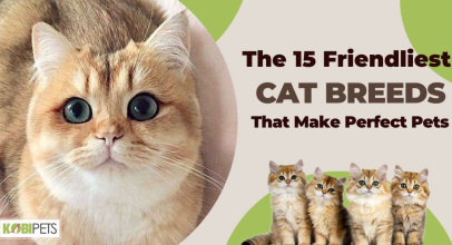 The 15 Friendliest Cat Breeds That Make Perfect Pets