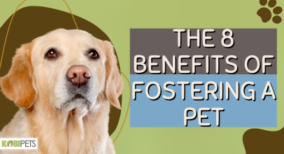 The 8 Benefits of Fostering a Pet