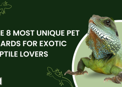 The 8 Most Unique Pet Lizards for Exotic Reptile Lovers