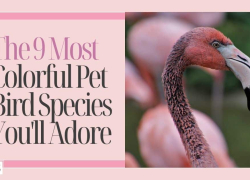 The 9 Most Colorful Pet Bird Species You’ll Adore