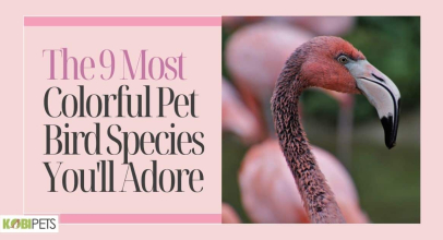 The 9 Most Colorful Pet Bird Species You’ll Adore