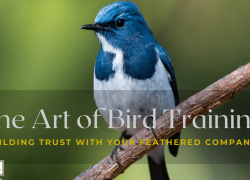 The Art of Bird Training: Building Trust with Your Feathered Companion