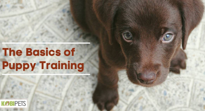 The Basics of Puppy Training
