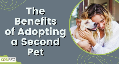 9 Benefits of Adopting a Second Pet