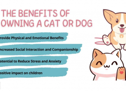 The Benefits of Owning a Cat or Dog