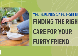 The Benefits of Pet-Sitting: Finding the Right Care for Your Furry Friend