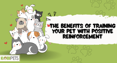 10 Benefits of Training Your Pet with Positive Reinforcement