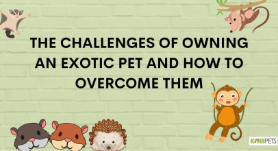 The Challenges of Owning an Exotic Pet and How to Overcome Them