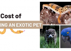 The Cost of Owning an Exotic Pet