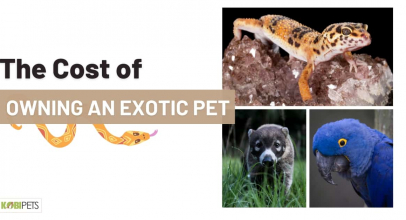 The Cost of Owning an Exotic Pet