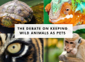 The Debate on Keeping Wild Animals as Pets